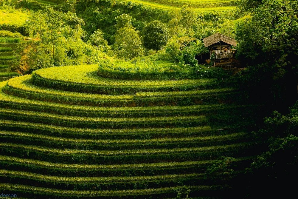 Sapa Rice Terraces
